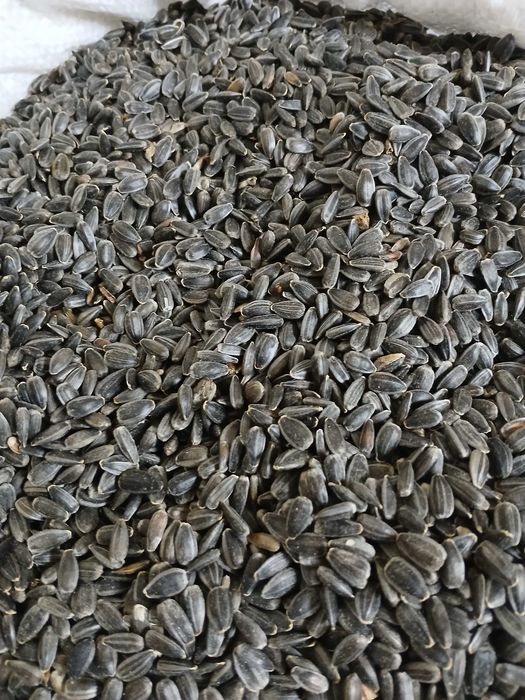 de vinzare porumb  1,40  lei  si floarea soarelui 2,50 lei