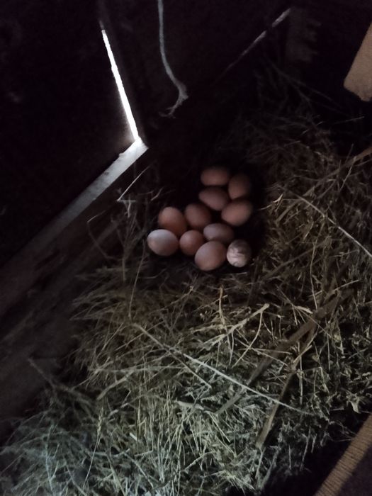 Домашний яйцо қолдың жұмыртқасы