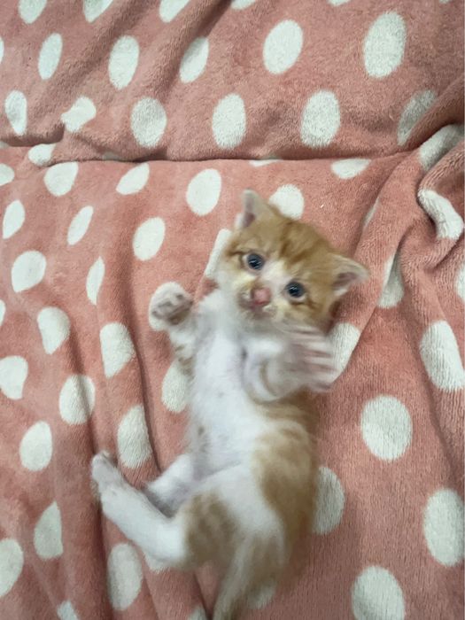 котята вислоухие