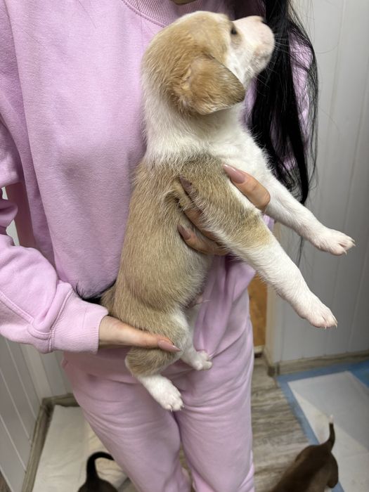 Малки кученца. Подаряват се!