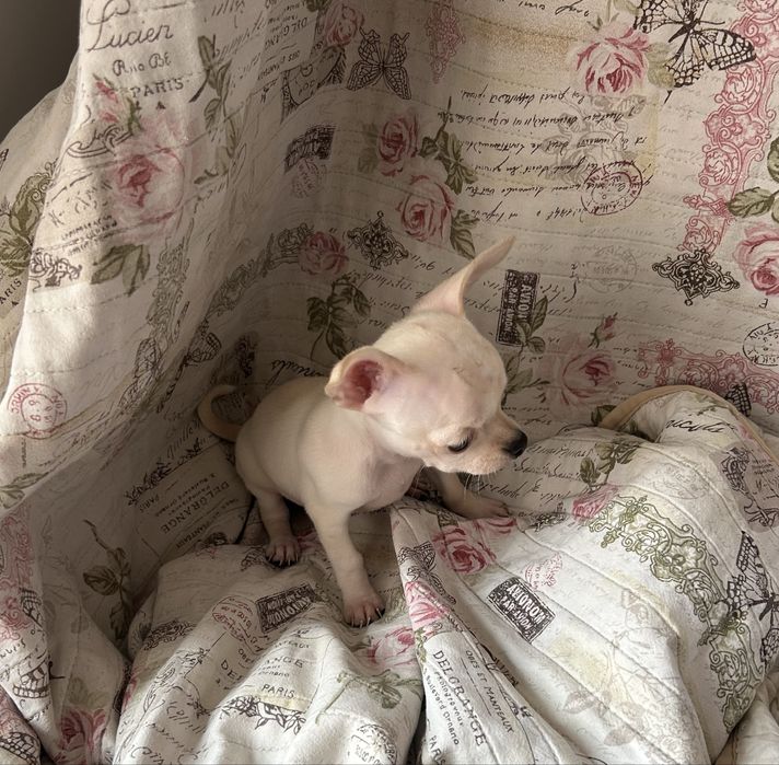 Едно момче чихуахуа