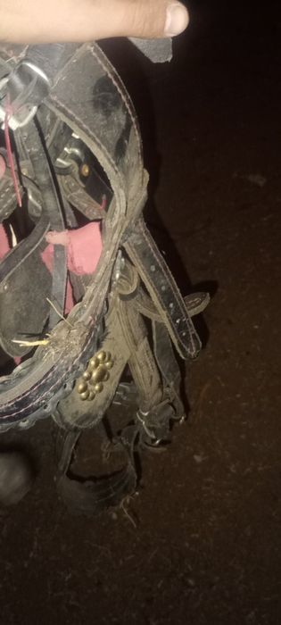 Vând Ham + căpăstru în stare foarte buna
