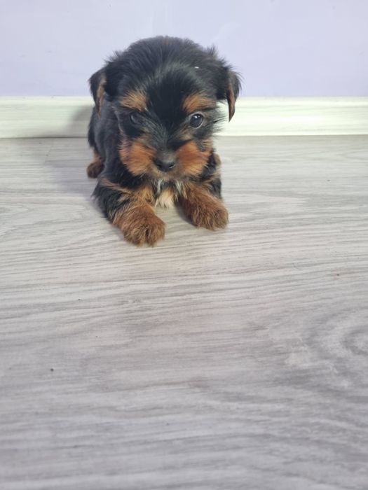 Йоркшир териери момчета.