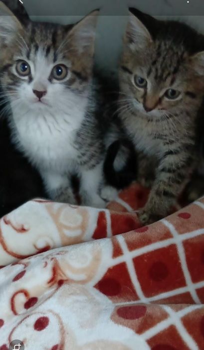 Котята мальчики и девочки