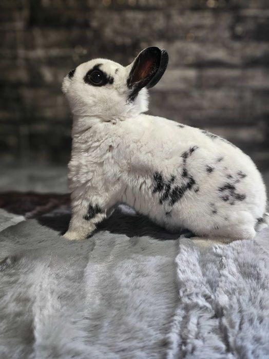 Iepuri pitici de companie /Berbec pitic/Cap de leu /Rex pitic