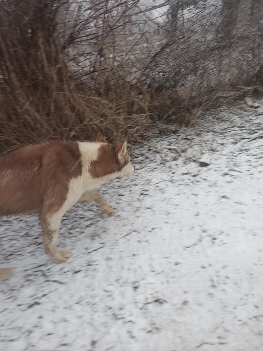 Sms yozsangizham boladi. 1yoshga tolmagan