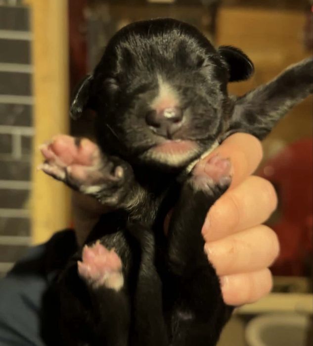 отдам щенят в добрые руки