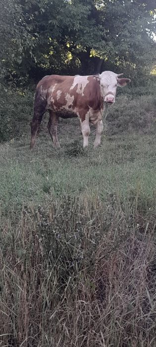 Vițea balțati românesti