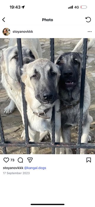 Чистокръвни кангали