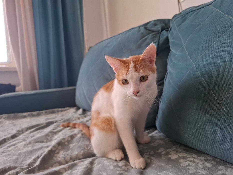 Котик ищет семью