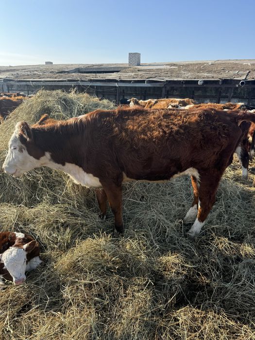 Продам телок(11-12мес) белоголовые