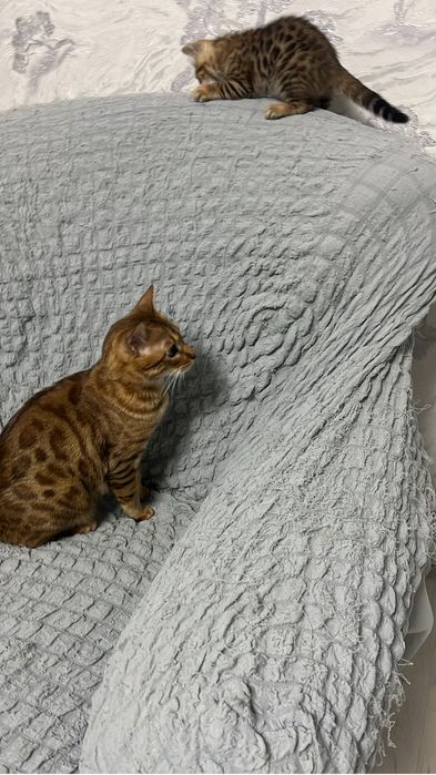 Котенок бенгал  бронь