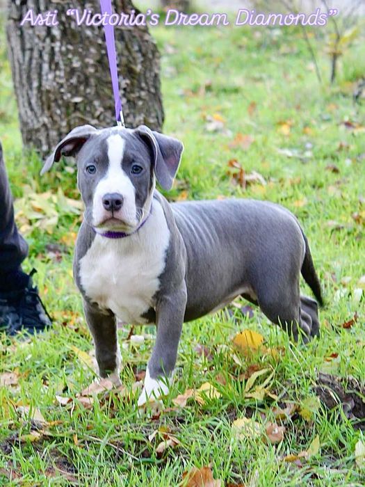 Fetiza minunata de American Staffordshire Terier Blue