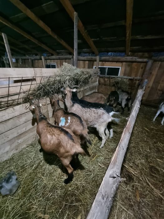 Vând capre gestante