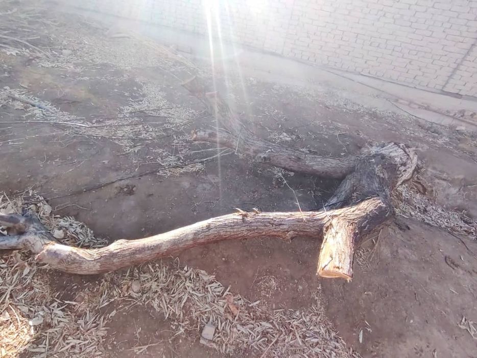 отын сатылады !!!