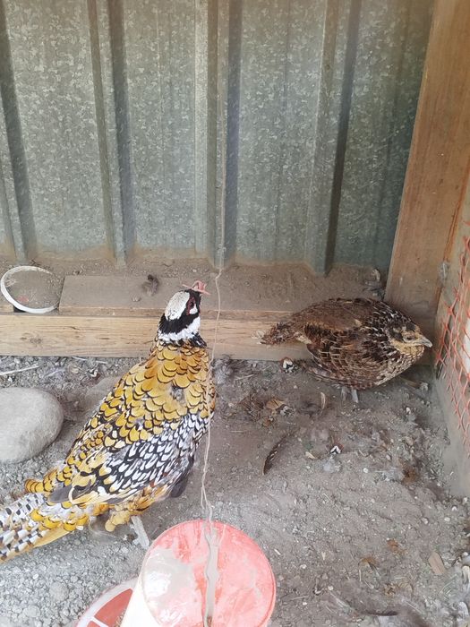 Продам Королевских Фазанов Пара