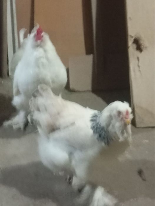 Brama tovuq xoroz sotiladi