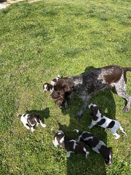 Немски късокосмест пойнтер (Курцхаар)