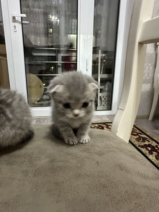 Кошка шатландские вислоухие