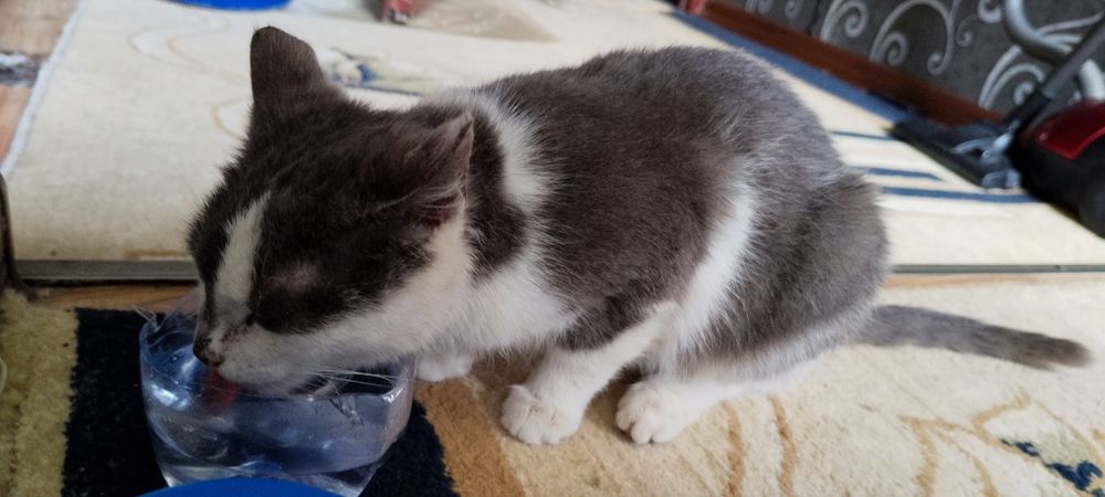 Мушук киз бола жудаям мулойим уйга урганган тоза соглом