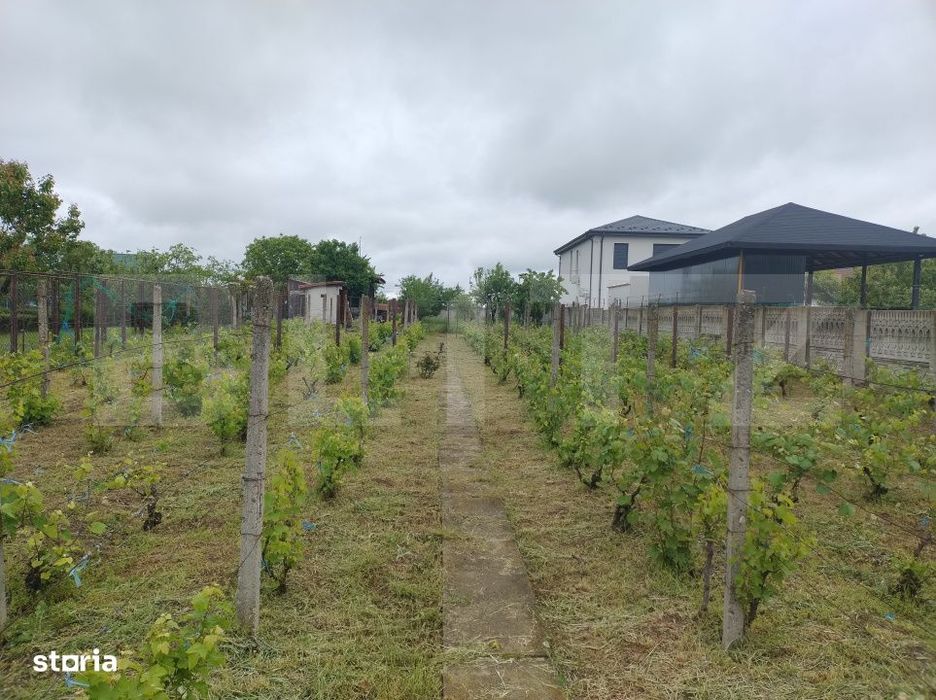 Teren utilitati, 1.236 mp, 16.6 m deschidere, zona Carcea