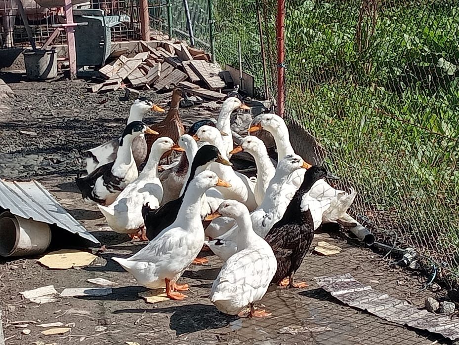 Rate de tara (romanesti)