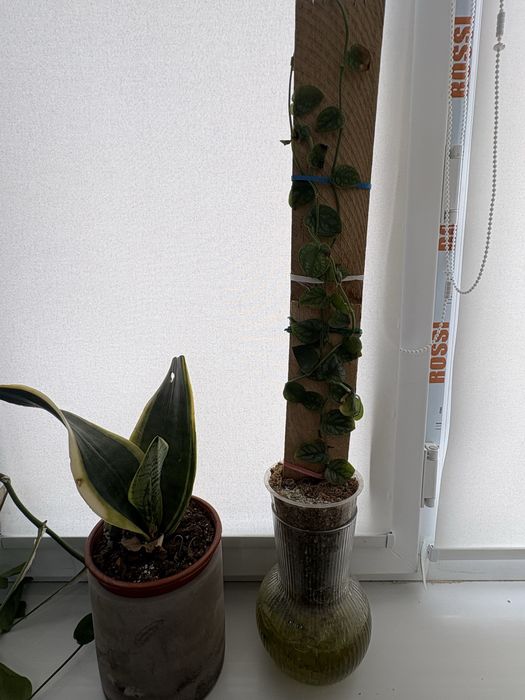 продам сансеверию редкий сорт