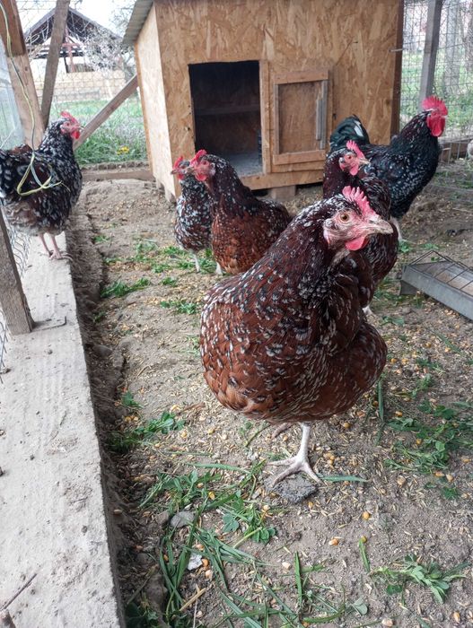 Găini, cocosi Sussex Portelan 2 familii