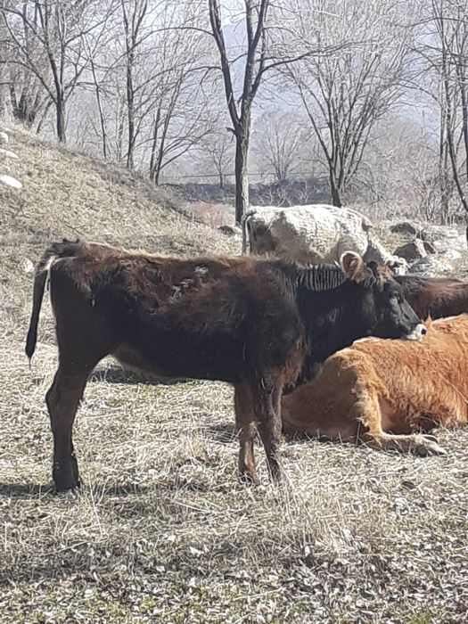 Алатауски кунажын