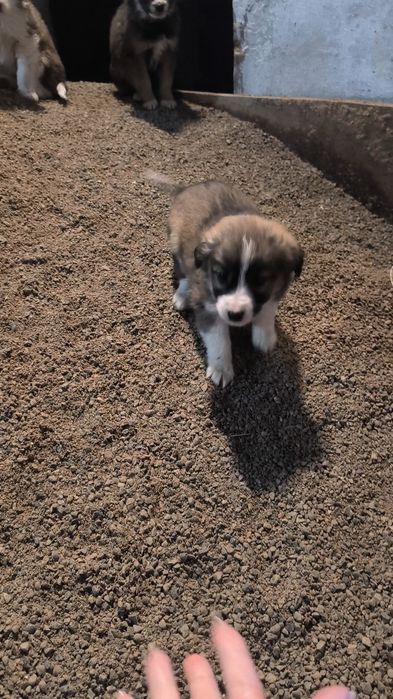 Отдам щенят в хорошие руки