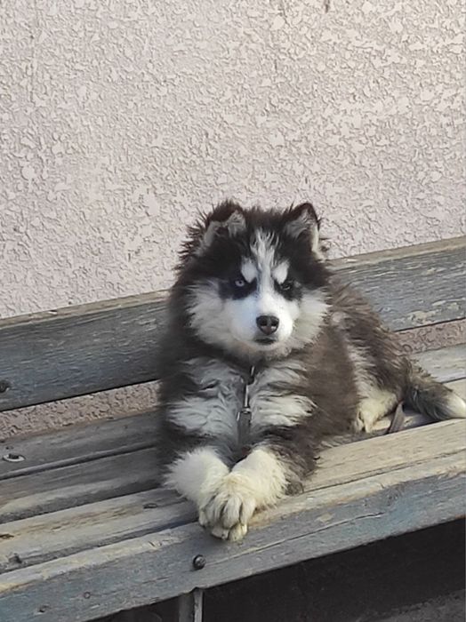 Продам собаку Хасики