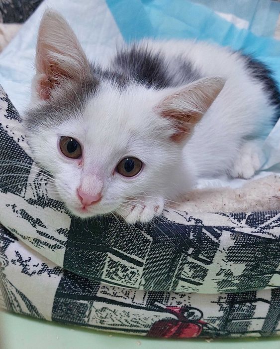Котёнок мальчик .
