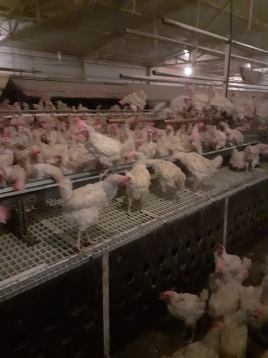 Găini albe tinere de ouă