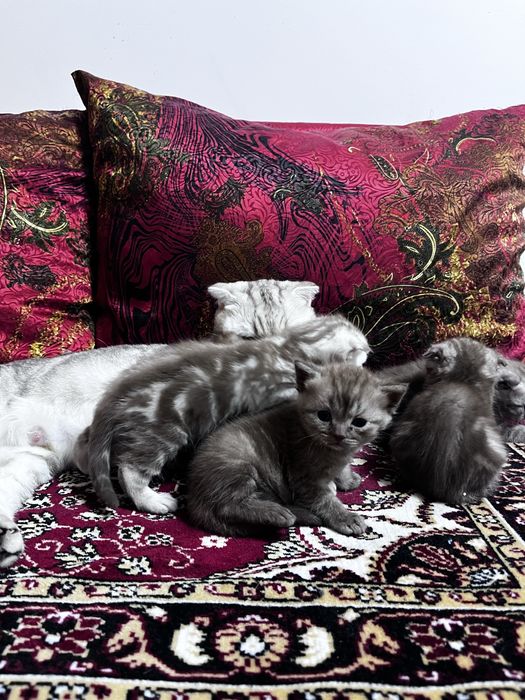 Шотландские котята вислоухие