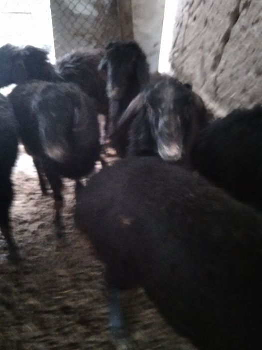 Қуй сотилади срочно