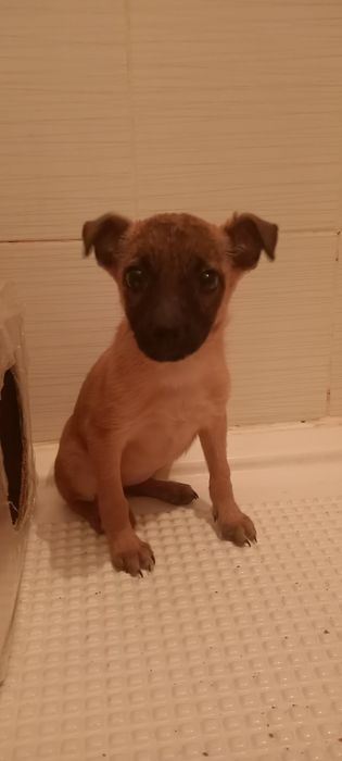 Donez cățelușă 4-5 luni )