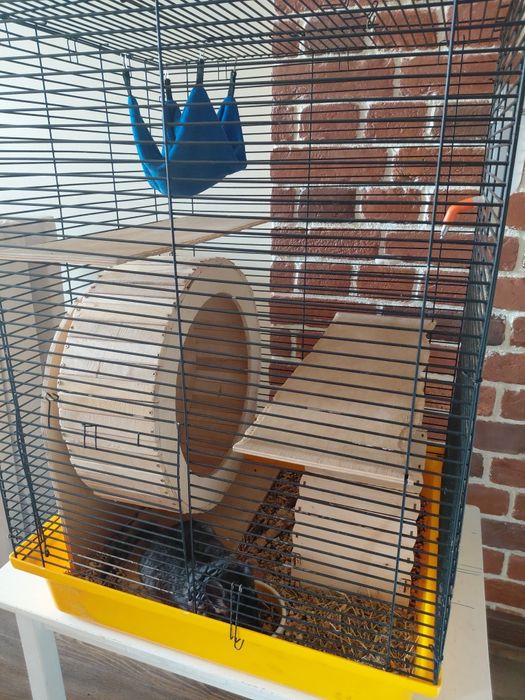 Шиншилла мальчик 6 мес + клетка