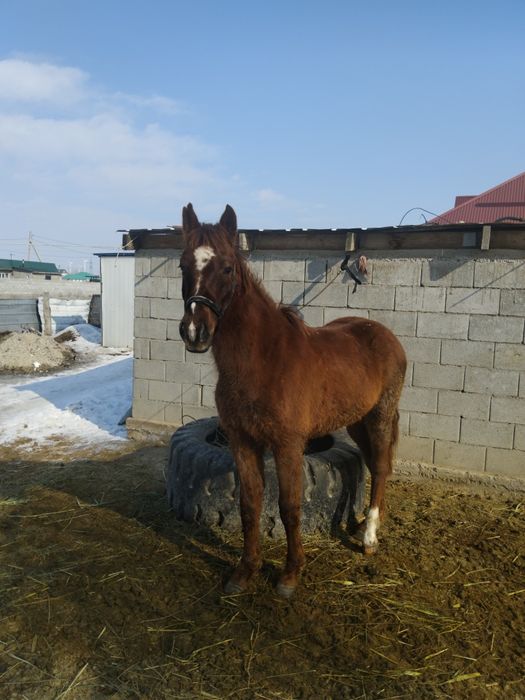 Жылқы дөнен үш жасқа шығады