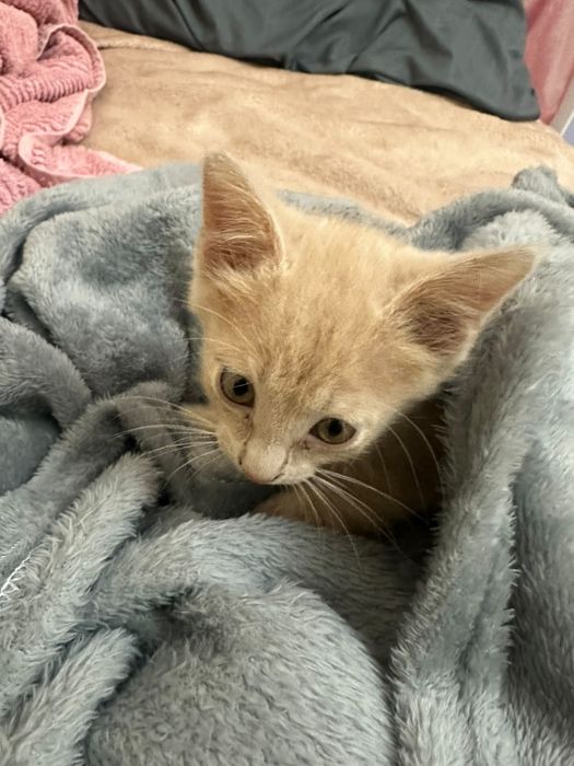 Котенок в хорошие руки
