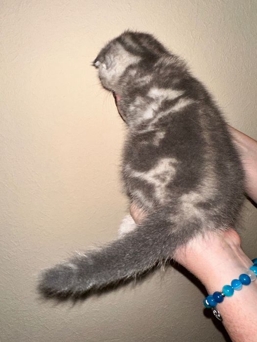 Продаются котенок породы шотландская вислоухая от правильной вязки.