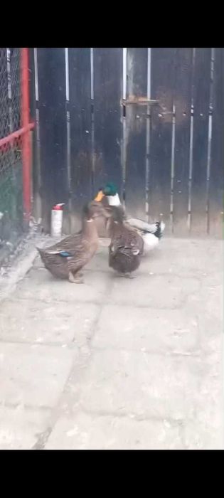 Rate românești de vânzare gorj