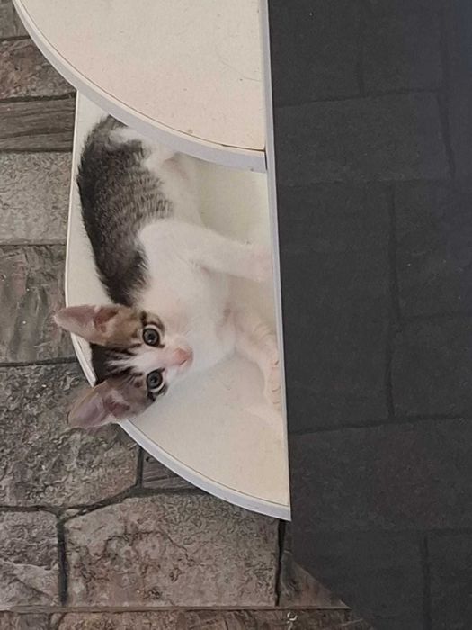 Отдам котят в хорошие руки