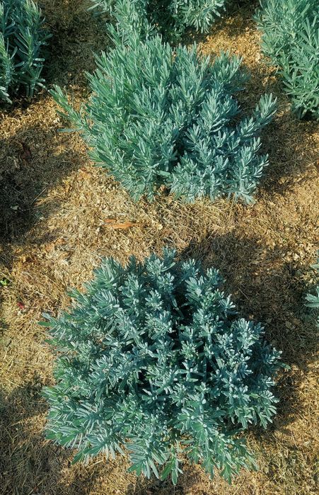 Лаванда саженцы лаванды