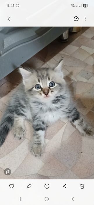 Продам котенка. Срочно