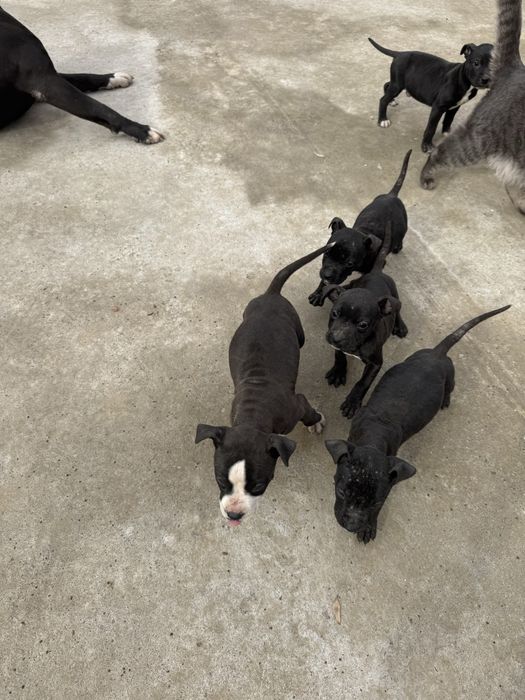 Щенки питбультерьер