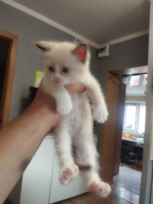 Котята красивые .район мдс