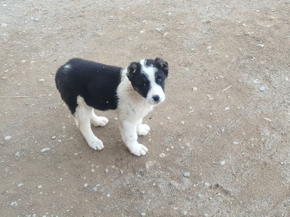 Kuchik sotiladi qiziquvchilar aloqaga chiqsin