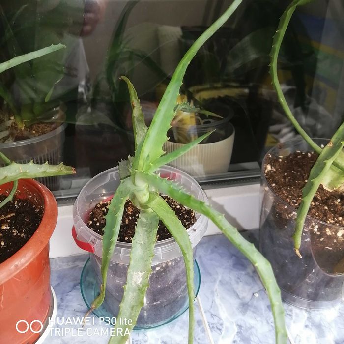 Aloe Vera Barbadensis Miller