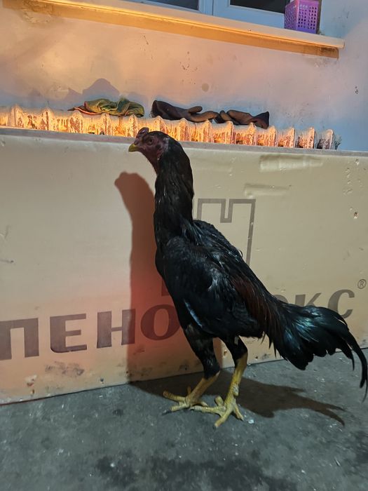 Продам дакана  и