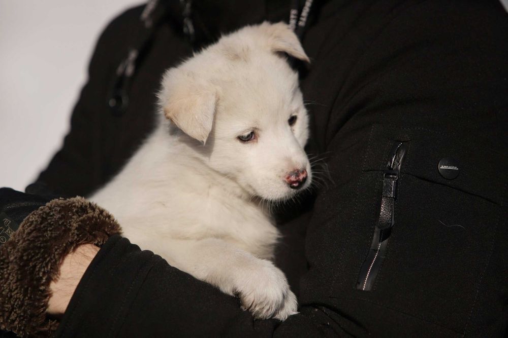 Щенок ищет дом, щенки